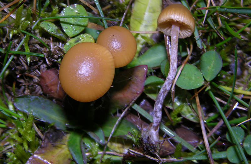 Galerina da determinare n�12.